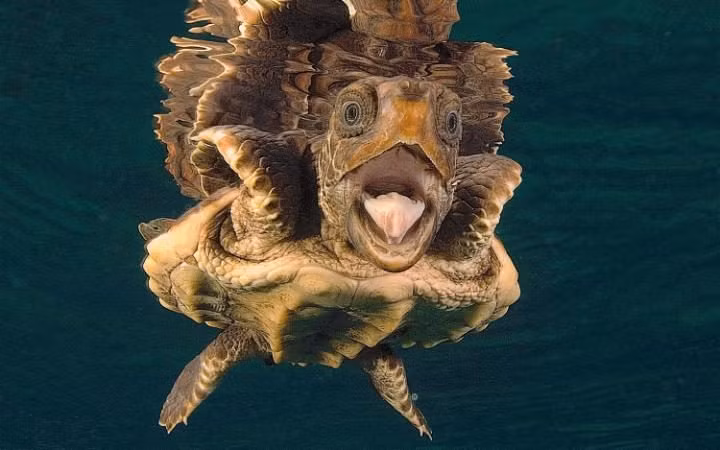 Khuôn mặt hài hước của rùa quản đồng khi bơi trước ống kính máy ảnh ở ngoài khơi bờ biển Bahama.