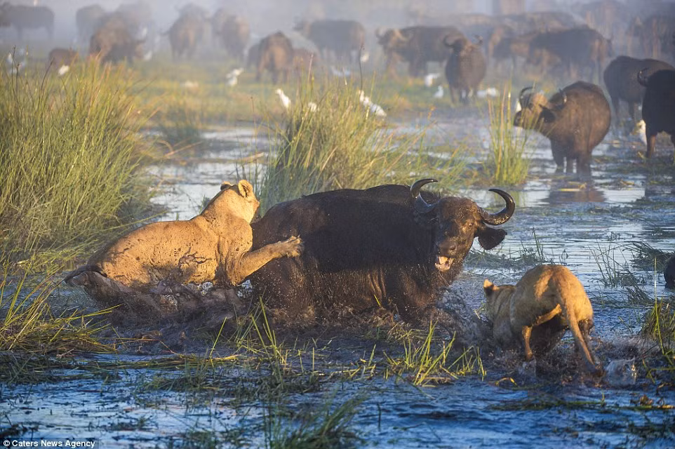 Bất chấp nỗ lực giải cứu trâu con, trâu mẹ nhanh chóng bị thất thế trước sức mạnh và số lượng áp đảo của bầy sư tử. (Nguồn: Daily Mail)