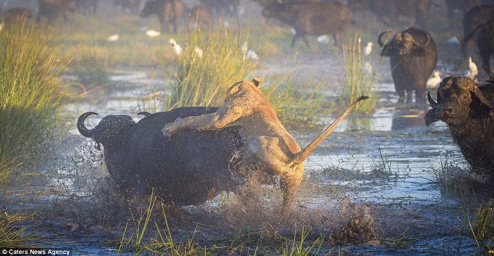 Một con sư tử nhảy lên vồ lưng con trâu mẹ trong khi những con trâu khác chỉ đứng nhìn. (Nguồn: Daily Mail)