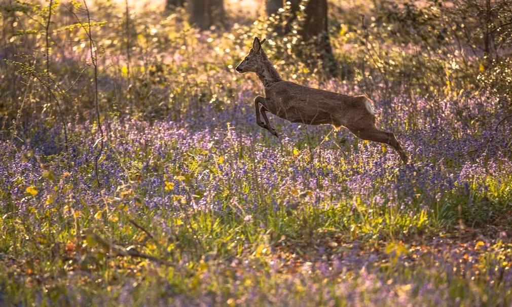 Hươu tung tăng chạy nhảy trên thảm hoa trong rừng Micheldever tại vùng Hampshire, Anh.
