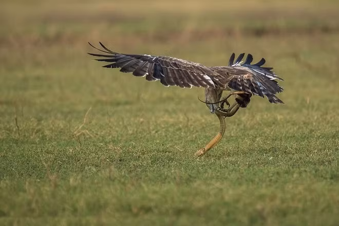 Một trong những hình ảnh động vật đẹp nhất tuần qua - cuộc kịch chiến ngoạn mục giữa đại bàng và rắn độc trong một khu bảo tồn thiên nhiên ở bang Bangalore, Ấn Độ.