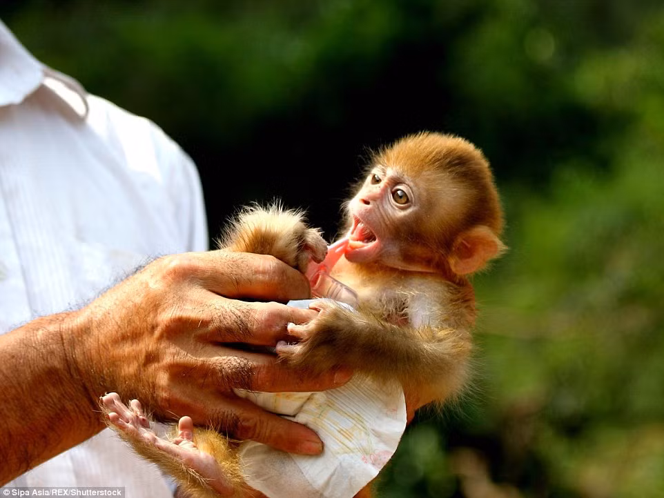 Khỉ nhỏ tỏ ra rất vui là tinh nghịch khi chơi cùng ông Kuang.