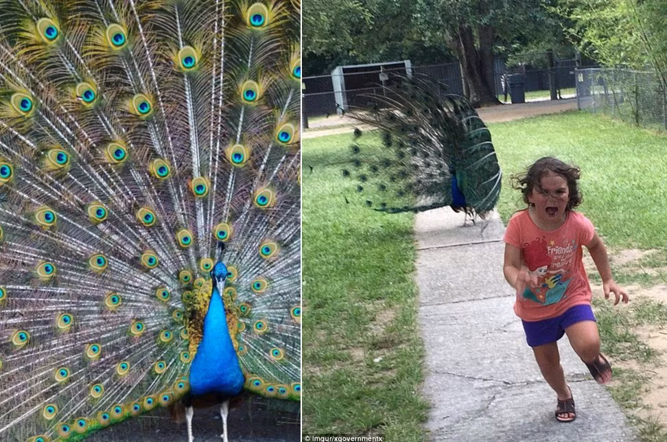 Mọi người thường nghĩ công là loài động vật thân thiện và có bộ lông tuyệt đẹp, nhưng bạn sẽ phải lãnh hậu quả nếu đến gần chúng.