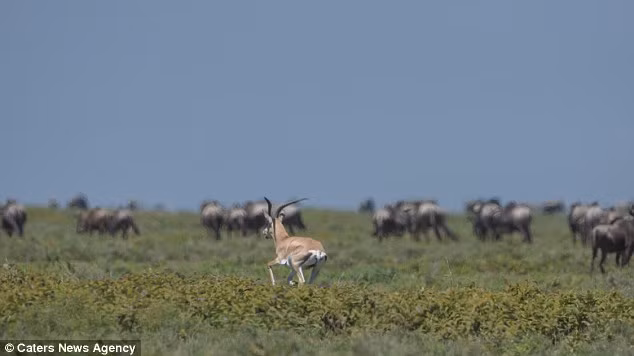 Với bản năng vốn có, linh dương nhanh chóng chạy thoát thân và tạo được khoảng cách an toàn với kẻ săn mồi. (Nguồn: Daily Mail)