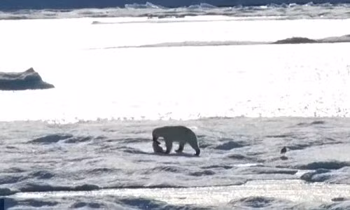 Kinh hoang gau Bac cuc an thit con va cai ket cua Trai dat