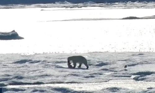 Kinh hoang gau Bac cuc an thit con va cai ket cua Trai dat