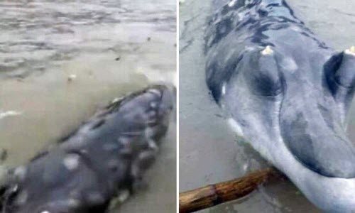 Cư dân phát hoảng với quái vật biển bí ẩn Cu dan phat hoang voi quai vat bien bi an