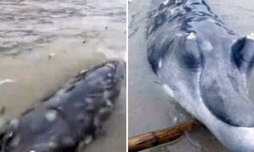 Cu dan phat hoang voi quai vat bien bi an