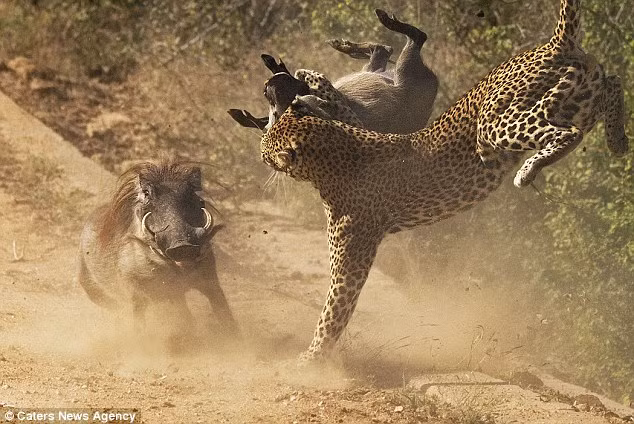 Báo gấm tung lợn lòi con lên trên không khi lợn lòi mẹ với hai chiếc răng nanh sắc nhọn điên cuồng lao về phía nó. (Nguồn: Daily Mail)