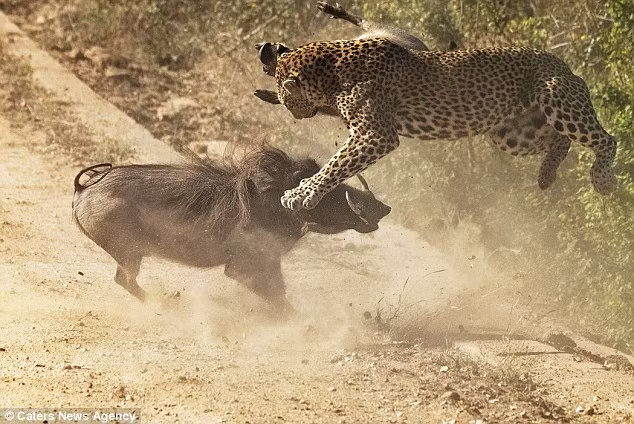 Báo gấm nhảy khỏi mặt đất để tránh đòn tấn công của lợn lòi mẹ. (Nguồn: Daily Mail)