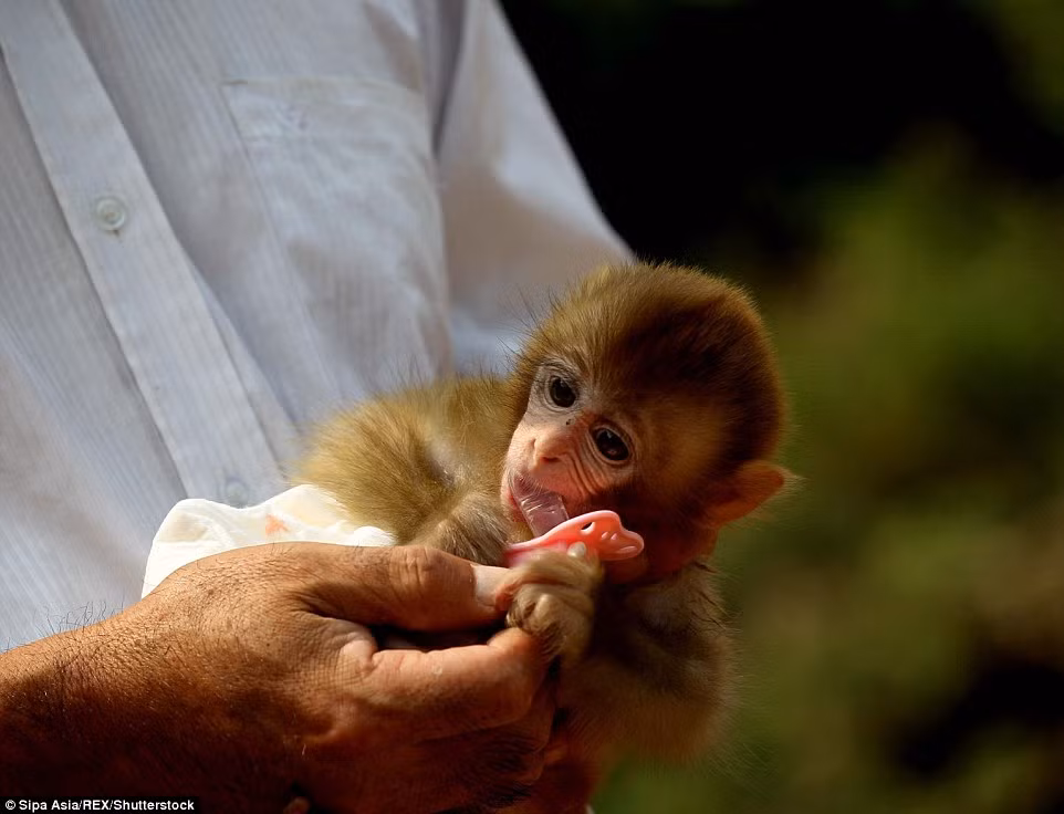 Khỉ nhỏ được ông Kuang chăm sóc tận tình hàng ngày.