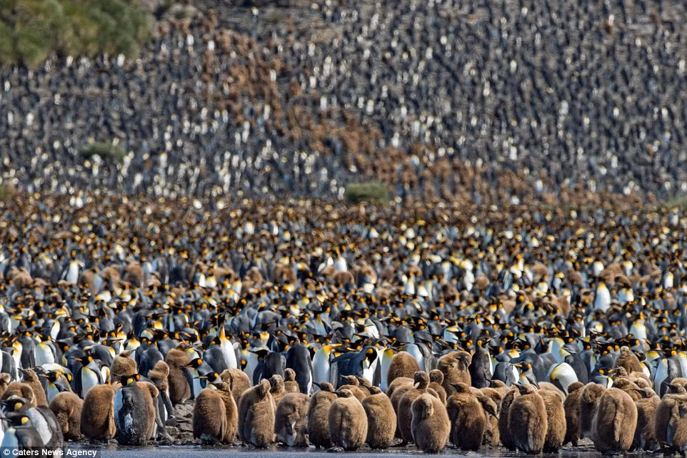 Chim cánh cụt non được những con trưởng thành chăm sóc rất chu đáo.