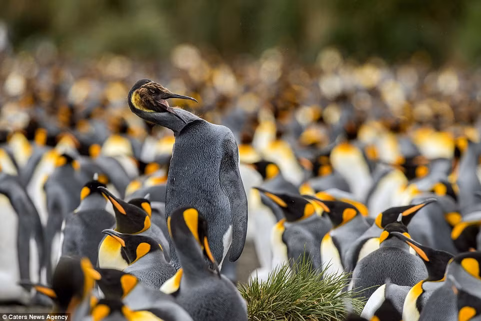Những con chim cánh cụt đứng chật kín đảo Nam Georgia.