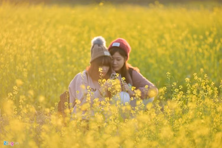 Tuy nhiên cũng có một số vườn cải mọc hoang, không thuộc quyền sở hữu của bất cứ ai và các bạn trẻ có thể thoải mái vào chơi, chụp ảnh. Nhưng dù những vườn cải đó là vô chủ nhưng không đồng nghĩa các bạn trẻ có thể vô tư bẻ, hái, giẫm đạp hoa chỉ để phục vụ mục đích của cá nhân mình. Trên mạng từng có trường hợp nhiều bạn trẻ hoặc cả một nhóm bạn bị truy lùng danh tính chỉ vì những hành động như giẫm đạp hoa cải, hoa cúc sau đó chụp ảnh "tự sướng" rất phản cảm. Ảnh: Việt Hùng/Zing.