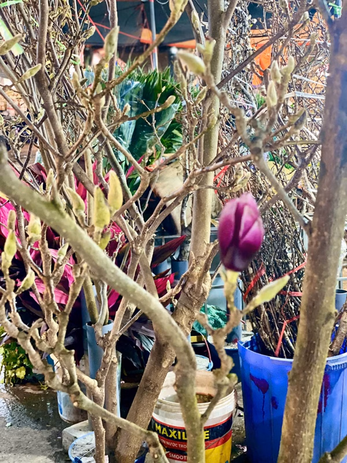 Loai hoa co gia tien trieu duoc chi em ‘san lung’ choi Tet-Hinh-16