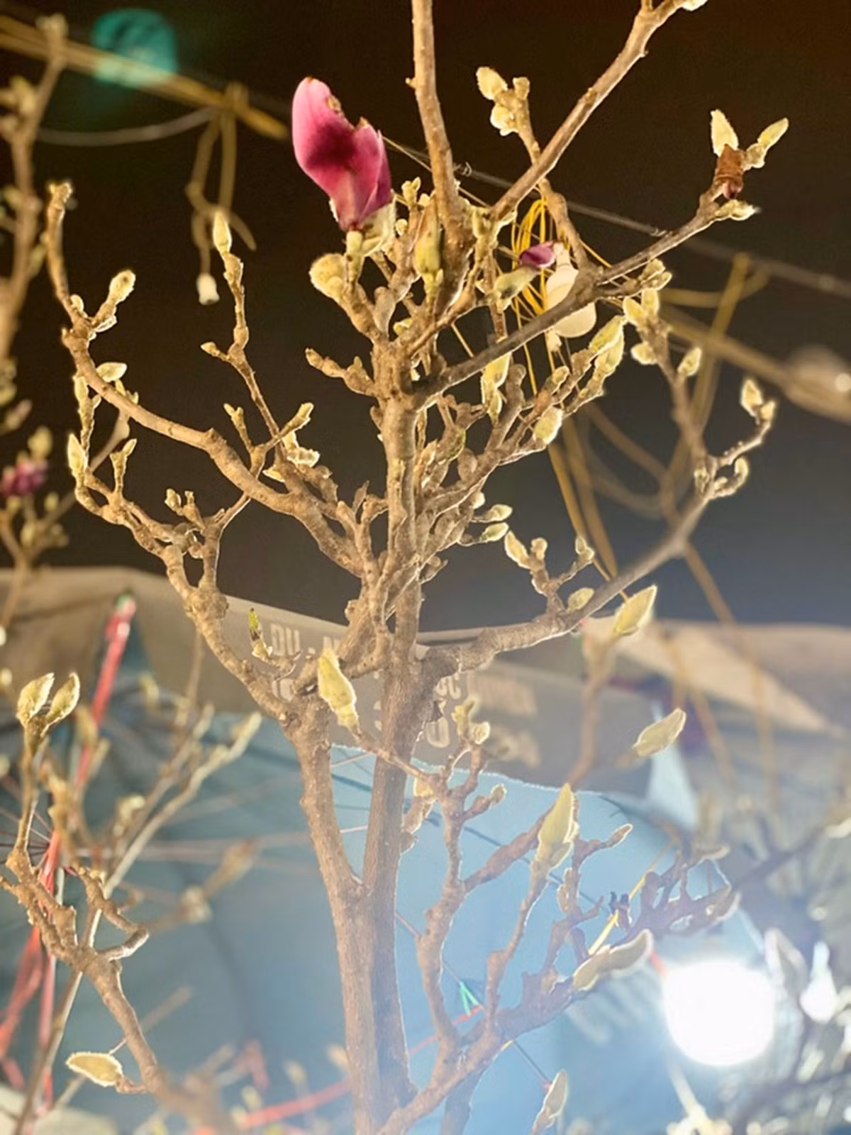 Loai hoa co gia tien trieu duoc chi em ‘san lung’ choi Tet-Hinh-9