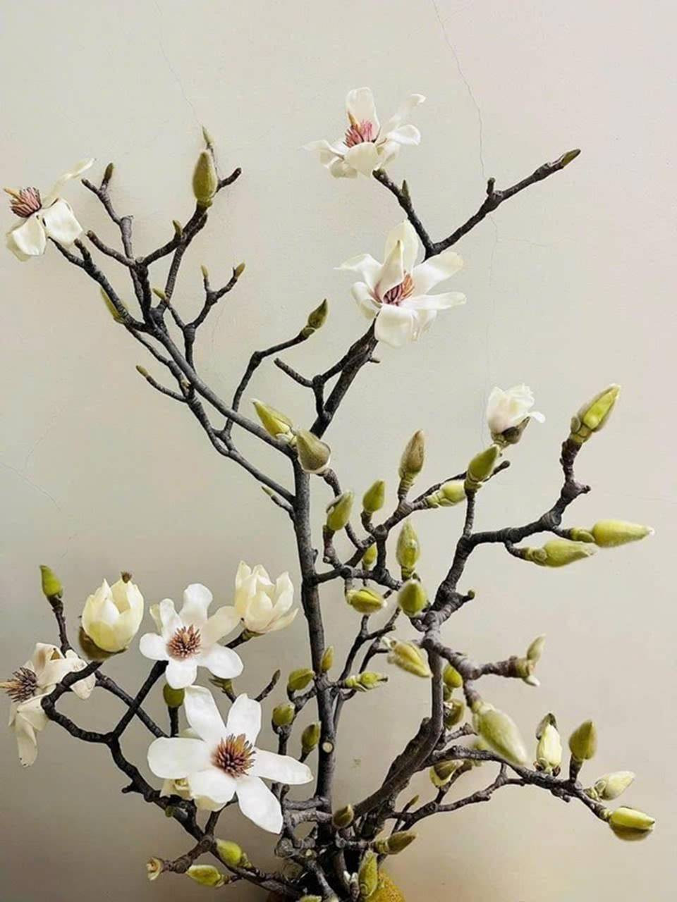 Loai hoa co gia tien trieu duoc chi em ‘san lung’ choi Tet