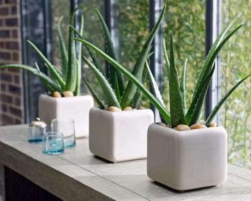 Trong nhung loai cay phong thuy nay, at giau len nhanh chong-Hinh-7