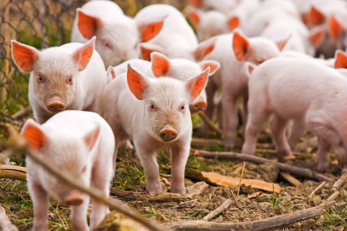 Nếu trong mơ bạn bị lợn tấn công thì đây là dấu hiệu cảnh báo bạn nên chú ý đến việc chăm sóc cơ thể, tránh lây nhiễm các bệnh truyền nhiễm.