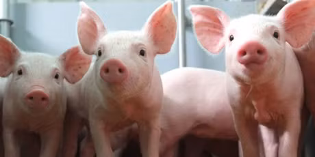 Nếu như nằm mơ bị lợn đi theo sau thì giấc mơ này là điềm báo bạn có thể có một số chi phí phát sinh ngoài dự tính.