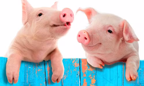 Nếu như bạn nằm mơ thấy những con lợn béo tốt thì đó là điềm báo của sự thịnh vượng, may mắn và tràn đầy năng lượng.