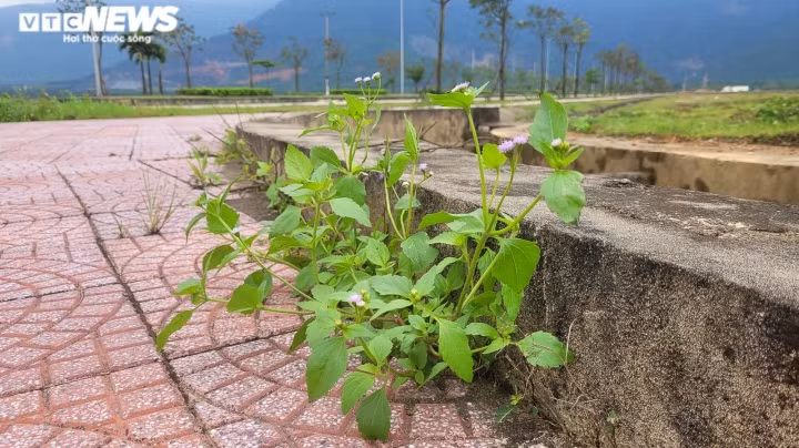 Nhiều hạng mục đã xuống cấp, cây cỏ chen nhau mọc khắp các tuyến đường giao thông tại dự án. (Ảnh: VTC News).