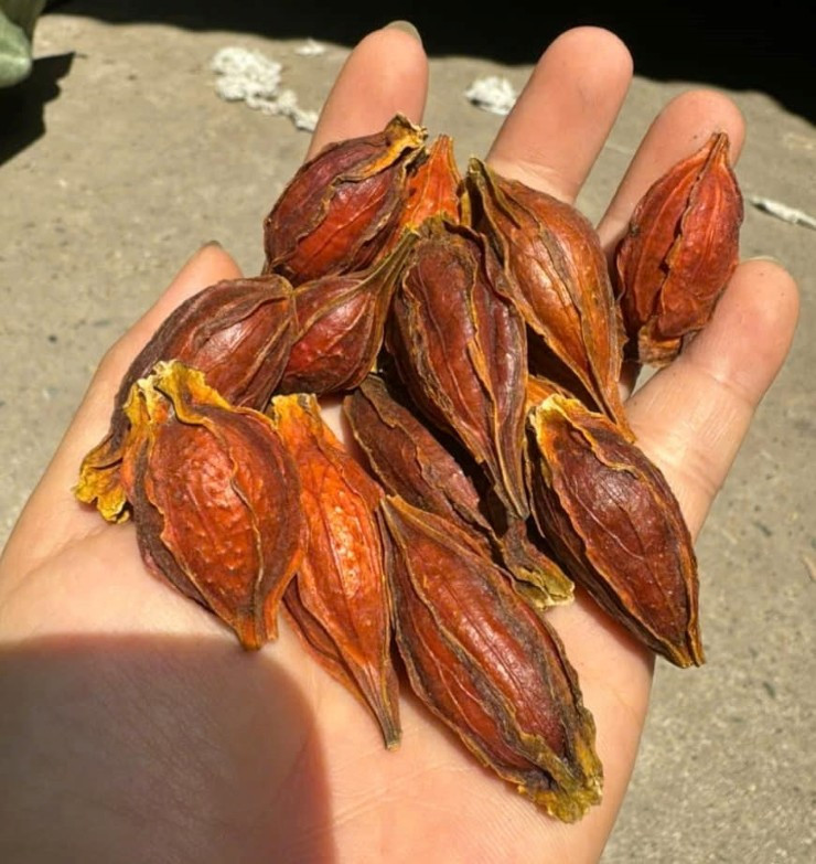 Loại quả mọc dại bất ngờ được bán với giá 300 nghìn đồng/kg - Hình 2 Loai qua moc dai bat ngo duoc ban voi gia 300 nghin dong/kg-Hinh-2