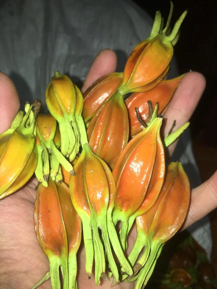 Loại quả mọc dại bất ngờ được bán với giá 300 nghìn đồng/kg Loai qua moc dai bat ngo duoc ban voi gia 300 nghin dong/kg