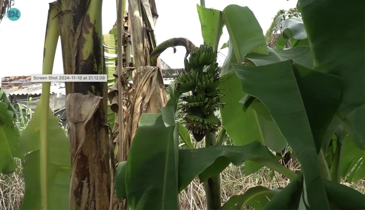 Khi nghe về hiện tượng lạ này, kênh YouTube Độc Lạ Bình Dương cũng đã cử nhóm đến hiện trường để ghi hình và xác minh thông tin. Trong video chia sẻ với Độc Lạ Bình Dương, không ít người dân Tiền Giang bày tỏ sự ngạc nhiên, vì trong cả cuộc đời, nhiều cô bác đã sống 50 - 60 năm nhưng chưa từng gặp cảnh tượng tương tự. 