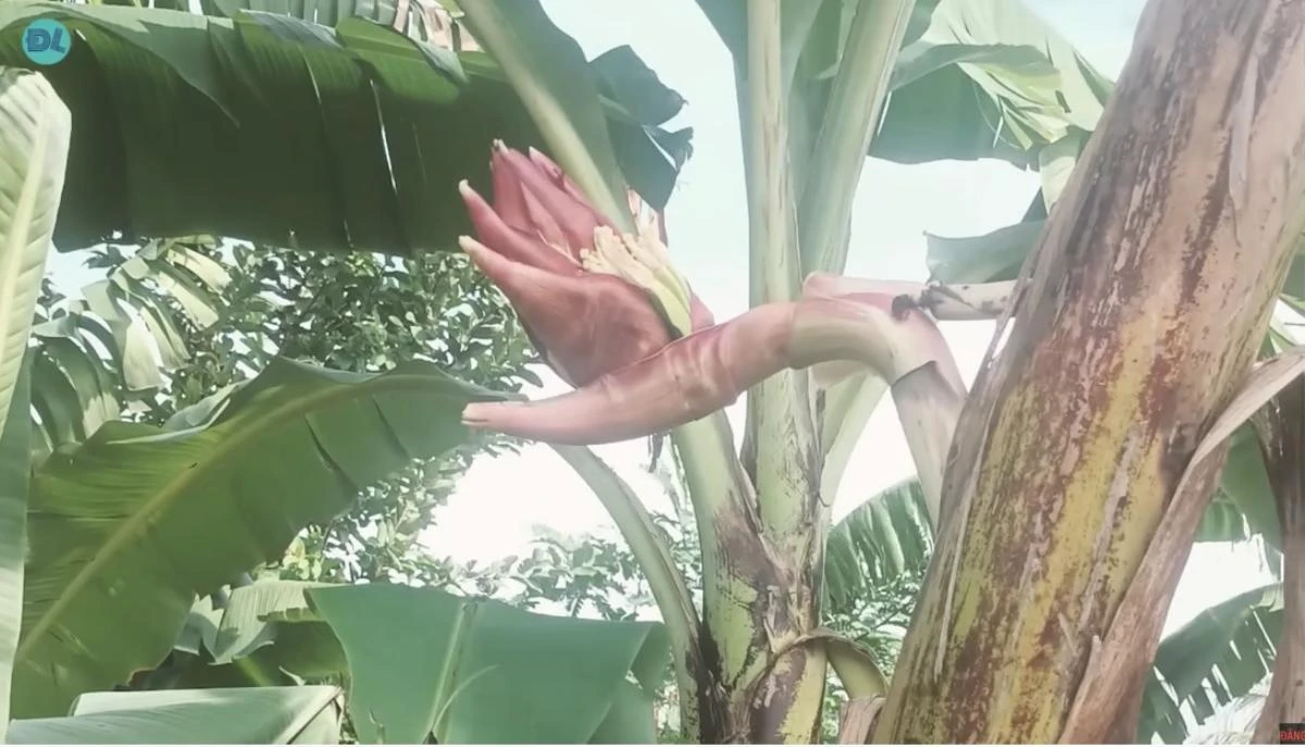 Sự việc được phát hiện vào khoảng giữa trưa khi một người đàn ông đi qua vườn chuối đã tình cờ nhìn thấy. Bông hoa chuối không giống thông thường mà trổ bông với hình dạng kỳ lạ, có nhiều chi tiết tựa như các ngón tay. 