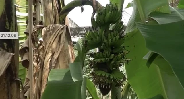 Khi nhóm Độc Lạ Bình Dương đến, bông hoa kỳ lạ đã bắt đầu ra quả. Buồng chuối phát triển vẫn có hình dáng hoàn toàn bình thường, giống với các buồng chuối khác. Dù vậy, hình ảnh về bông hoa chuối "bàn tay" này vẫn đang lan truyền rộng rãi trên mạng xã hội, thu hút hàng ngàn bình luận ngạc nhiên.