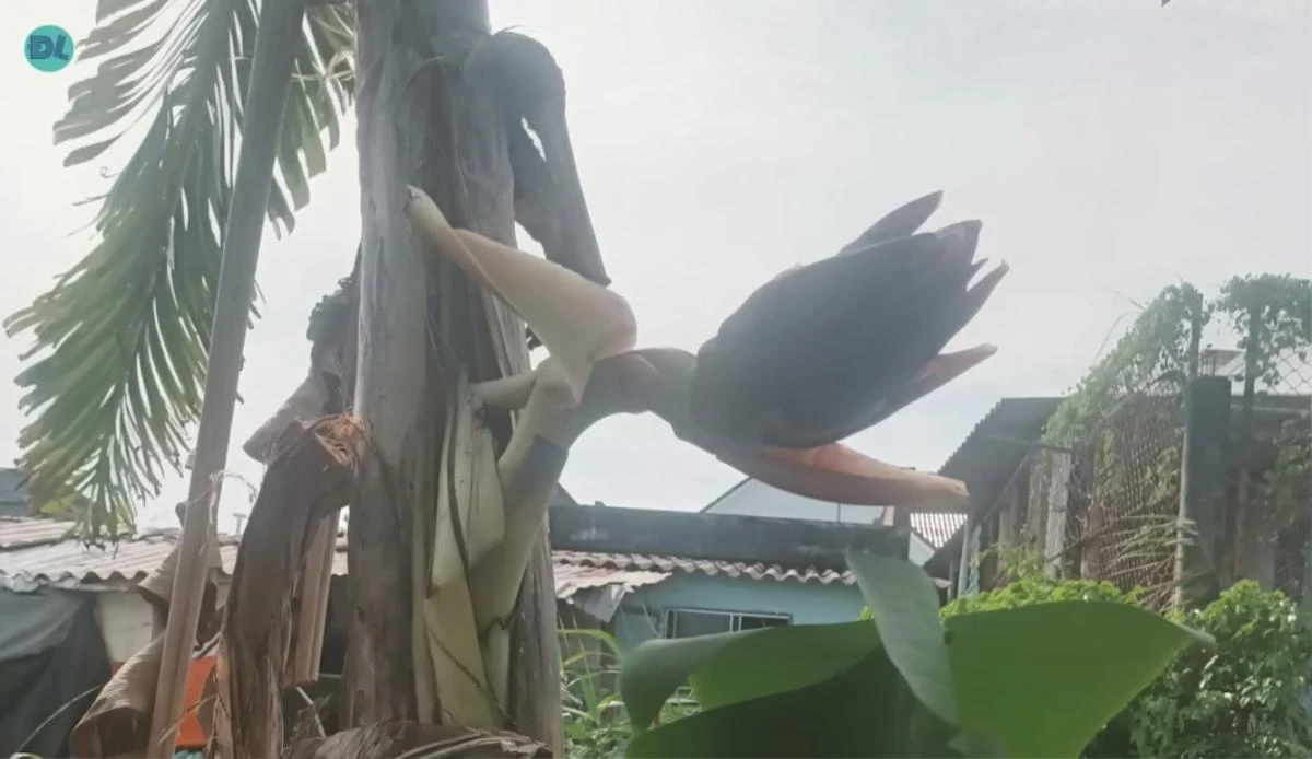 Sau khi chứng kiến hiện tượng hiếm có này, anh lập tức thông báo cho người dân xung quanh. Tiếng lành đồn xa, nhiều người từ các khu vực lân cận cũng tò mò tìm đến để tận mắt chiêm ngưỡng hiện tượng thiên nhiên độc đáo. 