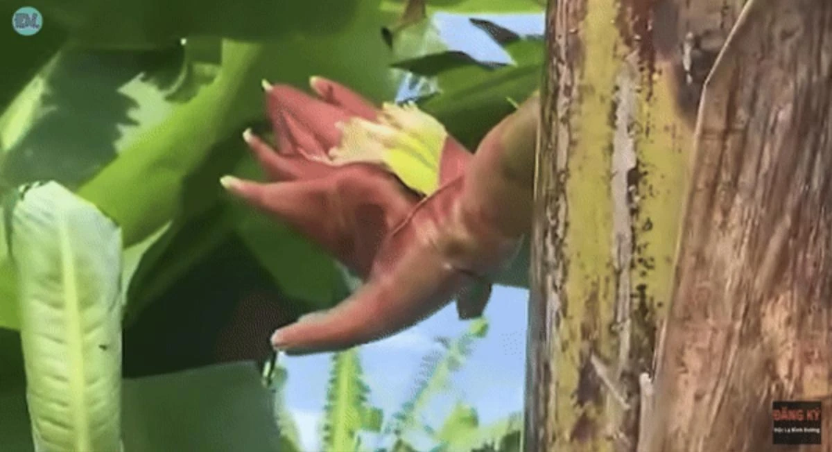 Mới đây, hình ảnh một cây chuối tại Tiền Giang nở hoa mang hình dáng độc lạ như một bàn tay người đã khiến dân tình tại địa phương và cư dân mạng xôn xao. Theo chia sẻ từ một số người dân sống tại khu vực, bông hoa chuối này giống hệt bàn tay với từng "ngón" cân đối, khiến nhiều người không khỏi ngạc nhiên và thích thú. 