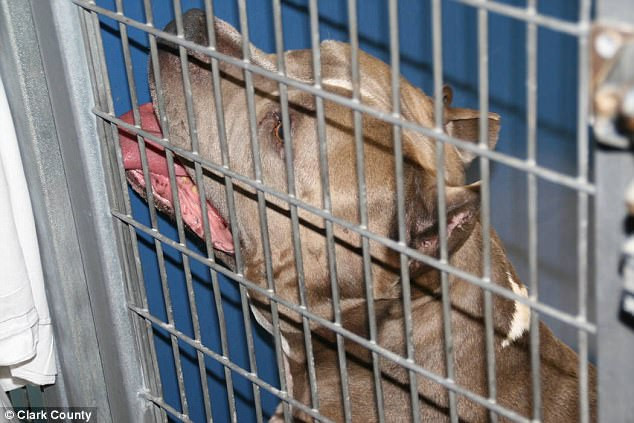 Một bé gái 6 tháng tuổi ở Mỹ đã chết sau khi bị con chó pit bull "chưa từng cắn ai" tấn công. Con chó đực tên Mana này ở cùng gia đình 9 năm và chưa bao giờ cắn ai. Gia đình nói rằng họ không thể ngờ cuộc tấn công lại xảy ra vì họ coi con chó như một con vật ngoan.