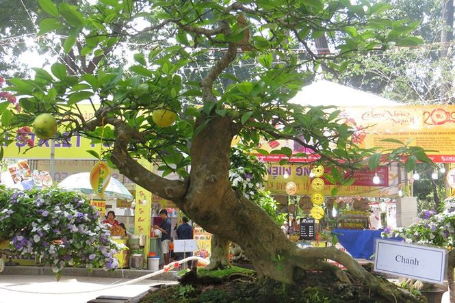 Một gốc canh được tạo dáng công phu.