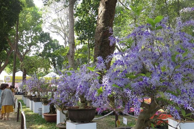 Mai xanh Đà Lạt năm nay xuất hiện nhiều ở hội hoa xuân.