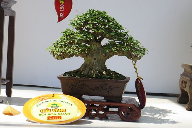 Tác phẩm đoạt giải vàng Hội hoa xuân 2019.