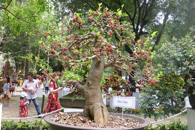 Chị Trâm Anh (ngụ Q.4) đưa gia đình đi chơi Hội hoa xuân vui vẻ: "Năm nay hội hoa xu6an được chuẩn bị công phu, nhiều khu vực để chụp ảnh, ngắm hoa, khu vươi cho trẻ em... Năm nào tôi cũng đưa gia đình đến đây chụp ảnh".