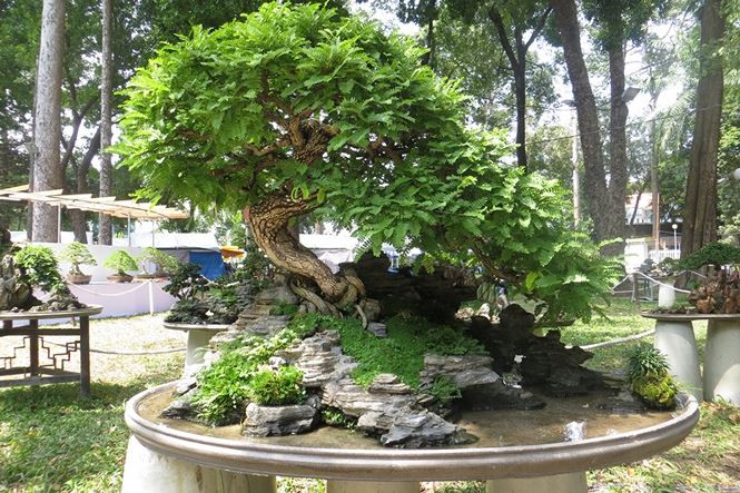 Năm nay, hội hoa xuân Tao Đàn 2019 quy tụ hơn 3.000 hiện vật thuộc các bộ môn hoa mai, hoa sứ, hoa ôn đới, bonsai, tiểu cảnh - non bộ, đá cảnh - cây khô, cá cảnh... khá lạ và bắt mắt người xem. trong ảnh, người dân TPHCM thích thú tạo dáng trước cây bưởi diễn