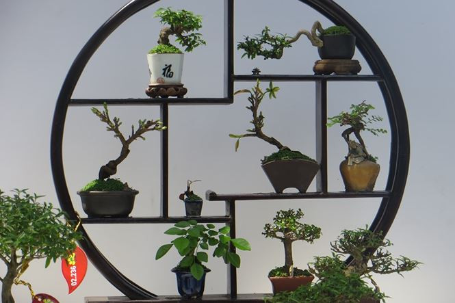 Kiểng mini bé bằng bàn tay khiến nhiều người trầm trồ.