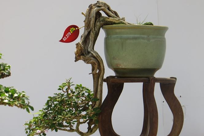 Nhiều gốc bon sai được tạo dáng ngược.