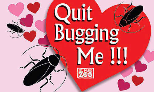 Qua Valentine 'ba dao': Lay ten nguoi yeu cu dat cho gian, ran doc