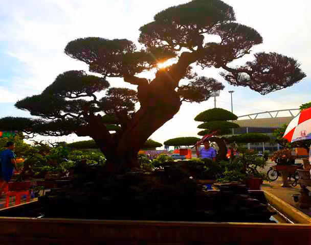 Cận cảnh cây phi lao dưới ánh hoàng hôn.