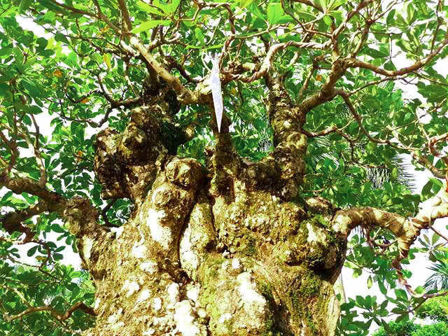 Vì thế, dáng cây này rất được giới sành chơi cây ưa chuộng.