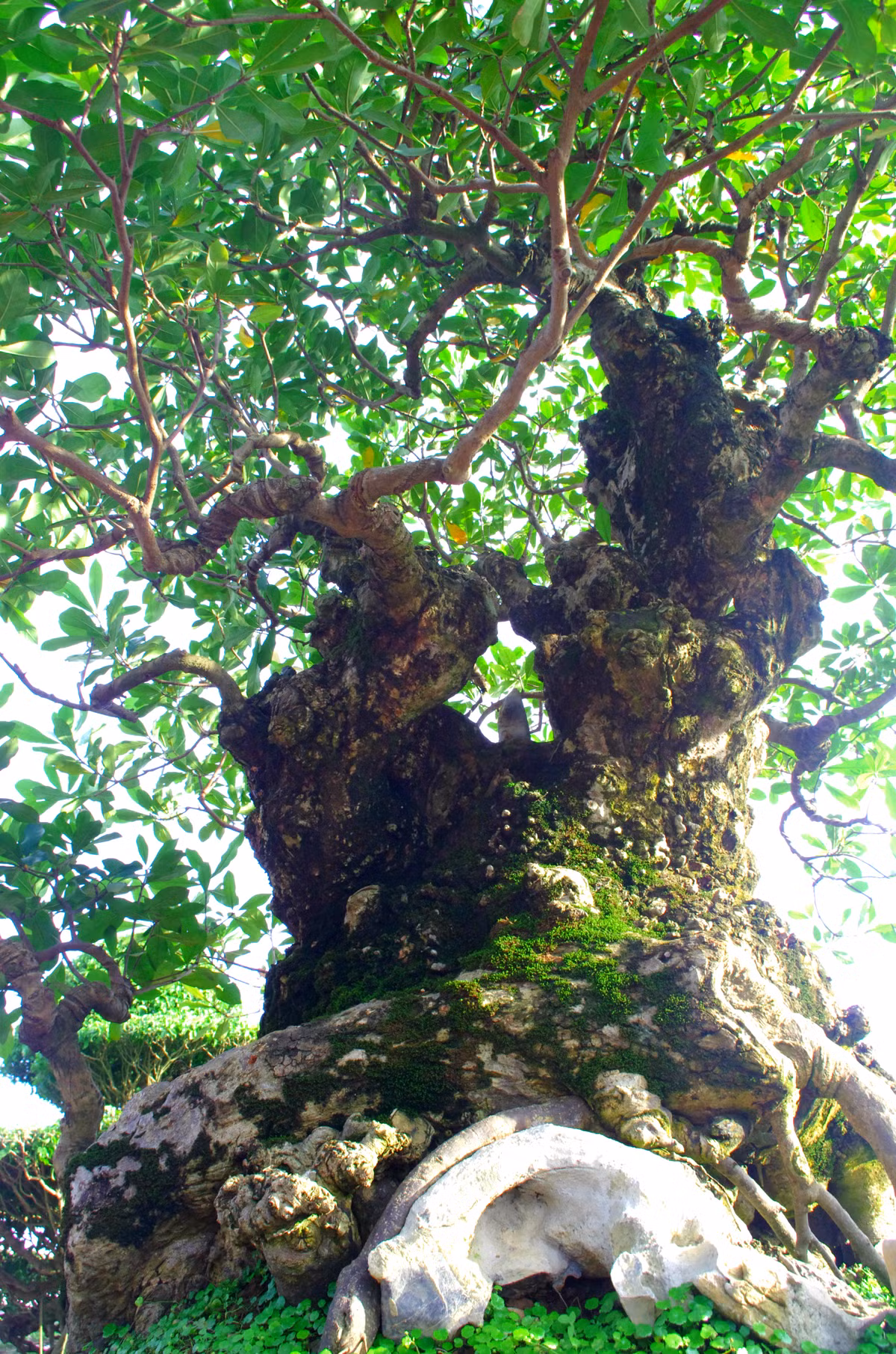 Trong nghệ thuật cây cảnh, dáng cây này tượng trưng cho khí tiết của người quân tử.