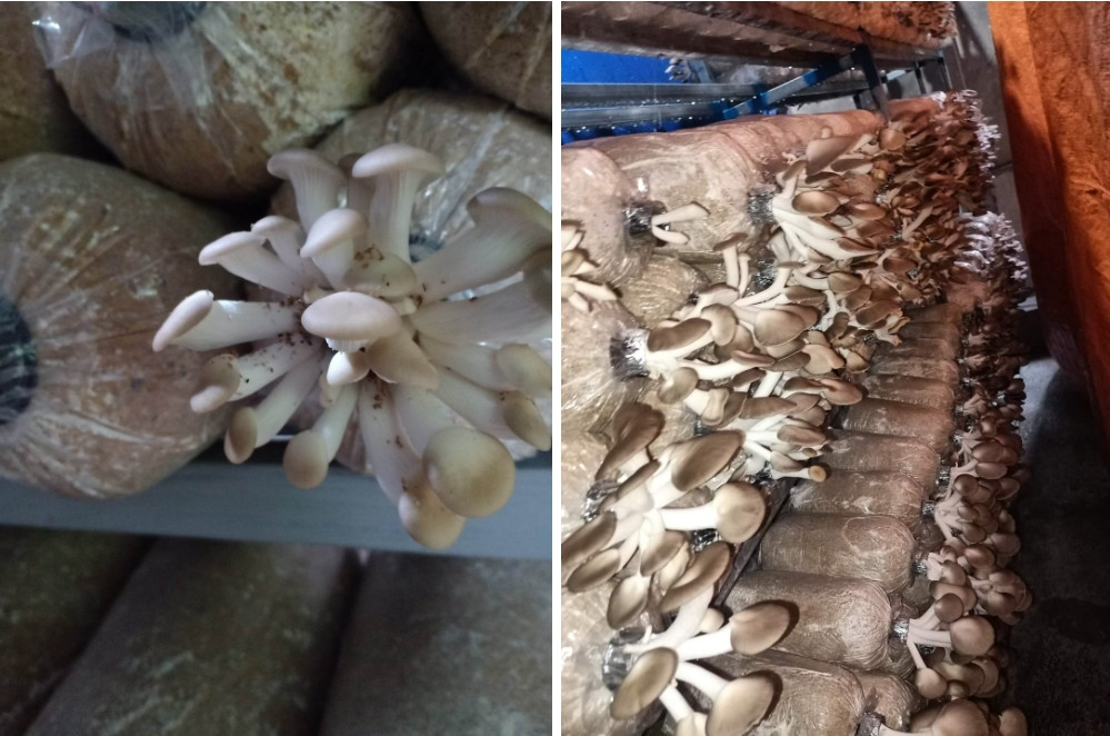 Bỏ phố về quê lại tìm thấy hạnh phúc trong tâm hồn - Hình 3 Bo pho ve que lai tim thay hanh phuc trong tam hon-Hinh-3