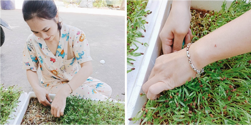 Bỏ phố về quê lại tìm thấy hạnh phúc trong tâm hồn - Hình 2 Bo pho ve que lai tim thay hanh phuc trong tam hon-Hinh-2