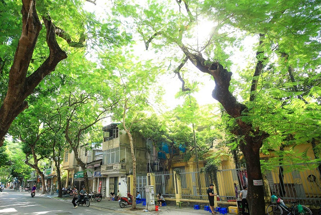 Trước cửa biệt thự là vỉa hè rộng với nhiều cây xanh. Phố Nguyễn Huy Tự được biết đến là một con phố chỉ dài khoảng 500m nhưng hai bên tuyến phố phần lớn là biệt thự cũ trị giá cả trăm tỷ đồng. Ảnh: Người Đưa tin. 