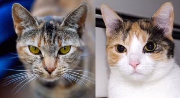 Tại sao đồng tử mèo nằm dọc, đồng tử loài dê lại nằm ngang? Tai sao dong tu meo nam doc, dong tu loai de lai nam ngang?