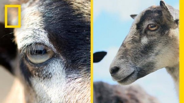 Tai sao dong tu meo nam doc, dong tu loai de lai nam ngang?-Hinh-2